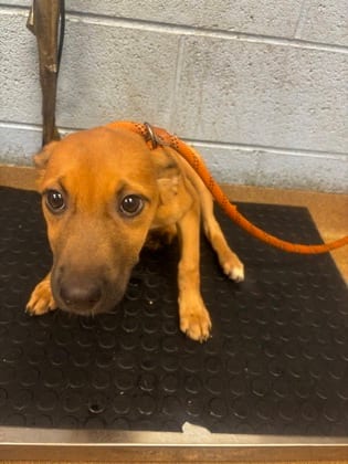 Photo of Monroe, adoptable dog in Chamblee, Georgia