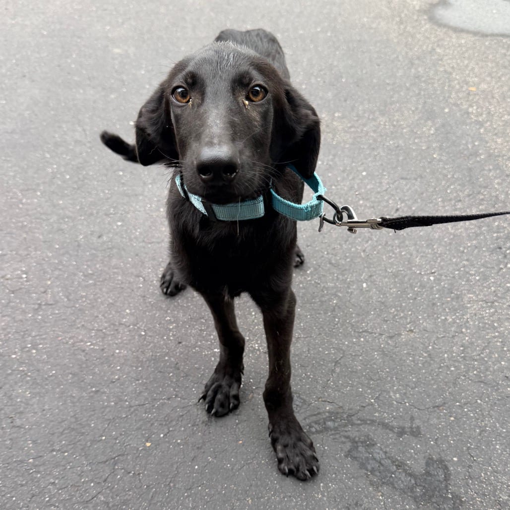 Photo of Archie, adoptable Retriever, Black Labrador / Mixed Breed (Medium) in Buffalo, Minnesota