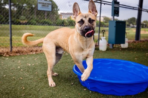 Photo of Hiro, adoptable Black Mouth Cur in Orlando, Florida