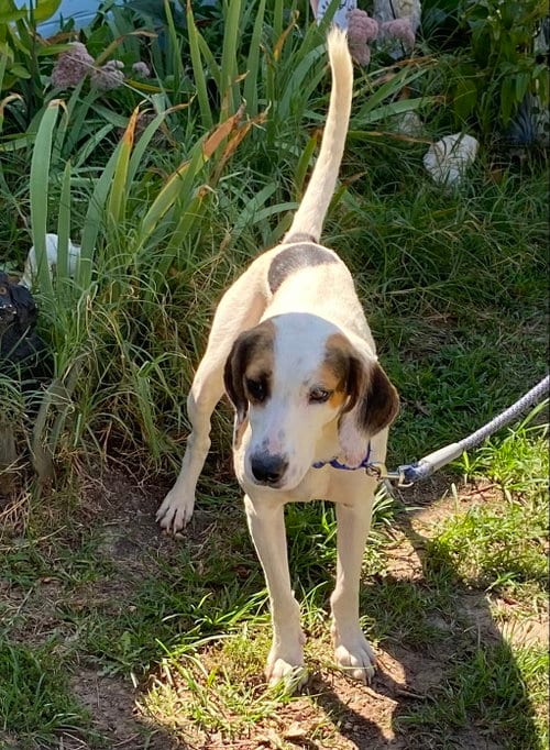 Photo of Jay - At shelter available 9/20, adoptable Hound in Rustburg, Virginia