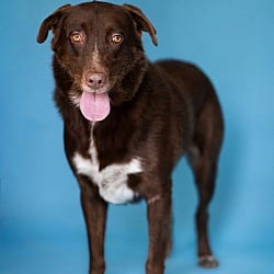 Photo of Bandit, adoptable Chesapeake Bay Retriever in Pegram, Tennessee