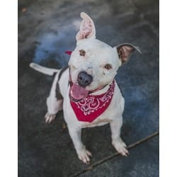 Photo of Spots, adoptable Terrier (Unknown Type, Medium) in Doral, Florida