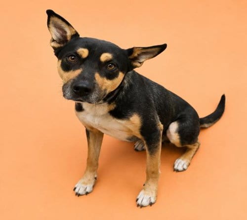 Photo of Wybie, adoptable German Shepherd Dog in HESPERIA, California