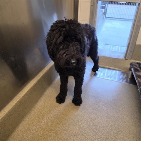 Photo of Marley, adoptable Poodle (Standard) in San Martin, California