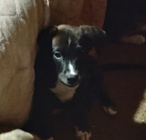 Photo of Scooter, adoptable Staffordshire Bull Terrier in The Woodlands, Texas