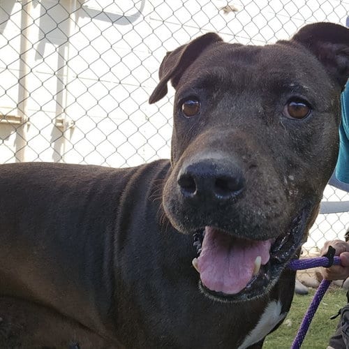 Photo of Mistique, adoptable American Pit Bull Terrier in Mesa, Arizona
