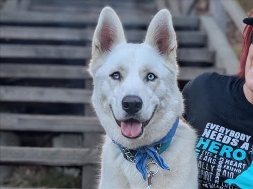 Photo of Chip, adoptable Siberian Husky in San Pedro, California