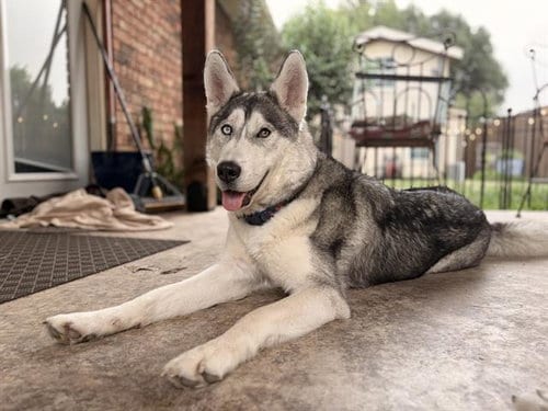 Photo of Brioche, adoptable Siberian Husky in Grand Prairie, Texas