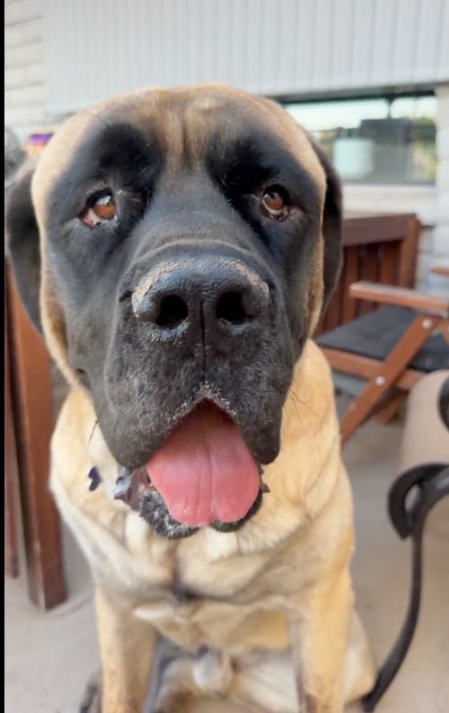 Photo of Hank, adoptable English Mastiff in Goodyear, Arizona