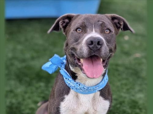 Photo of Chuck, adoptable American Pit Bull Terrier in San Pedro, California