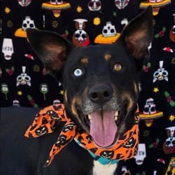 Photo of Jackson, adoptable Shepherd (Unknown Type) in Santa Maria, California