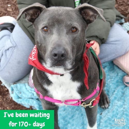 Photo of Hufflepuff, adoptable Labrador Retriever in Washington, District of Columbia