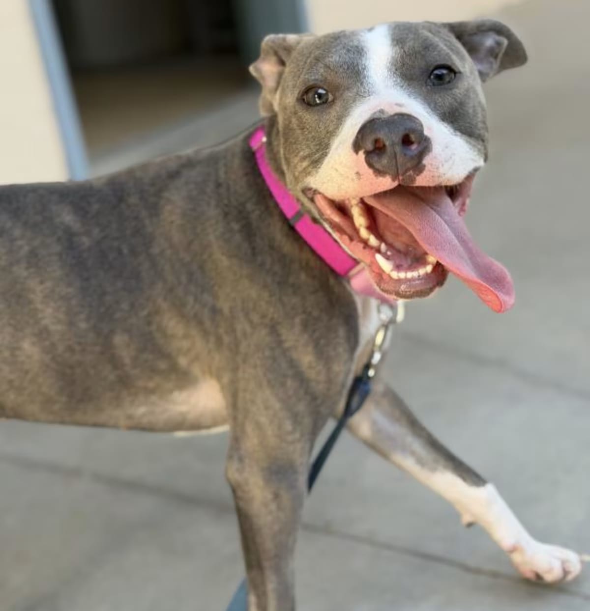 Photo of Scope, adoptable American Pit Bull Terrier in Santa Maria, California