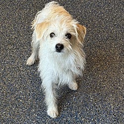 Photo of Zevo, adoptable Maltese Cairn Terrier in Phoenix, Arizona