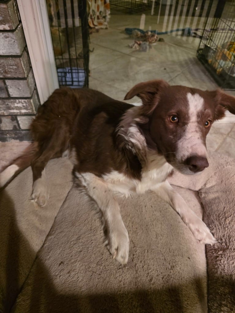 Photo of Heartland No. 59, adoptable Border Collie in Texas