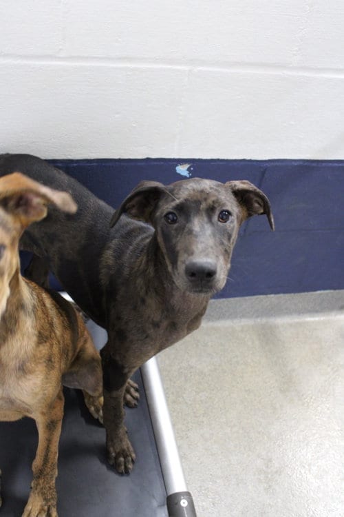 Photo of Sushi, adoptable Catahoula Leopard Dog in Sterling, Massachusetts