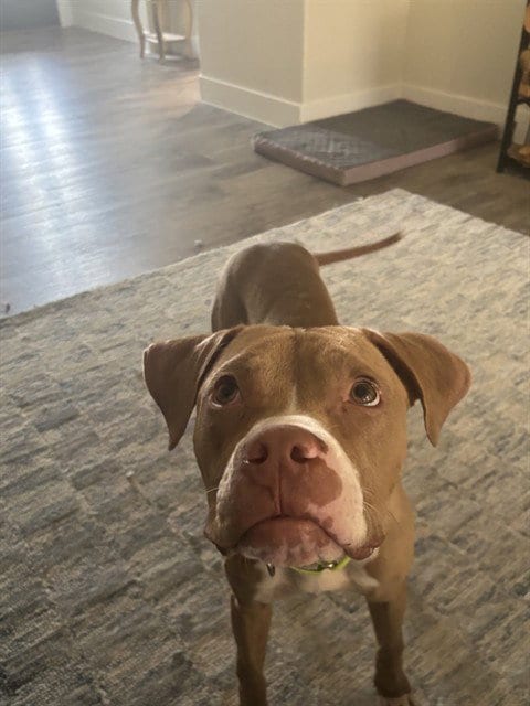 Photo of Gary, adoptable American Pit Bull Terrier in Pasadena, Texas