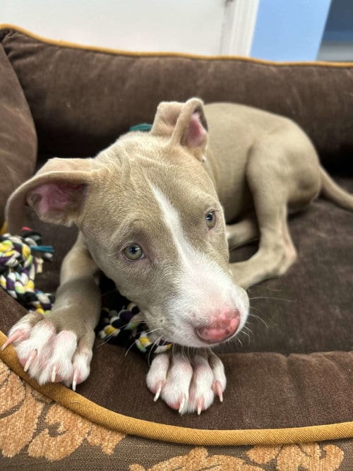 Photo of Ridge, adoptable Pit Bull Terrier in Cliffwood, New Jersey