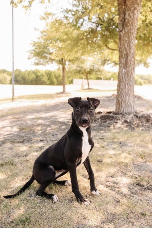Photo of Queen, adoptable Labrador Retriever in Rockwall, Texas