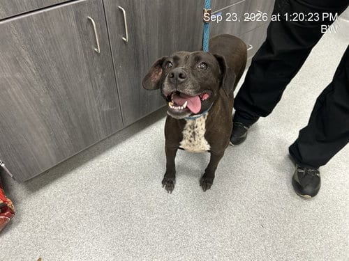 Photo of Loki, adoptable American Pit Bull Terrier in Ocala, Florida