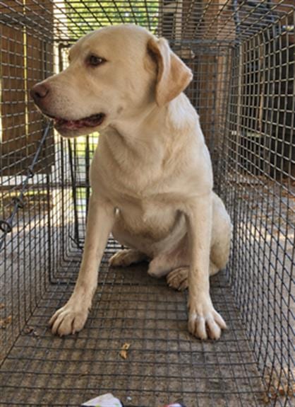 Photo of Buster, adoptable Labrador Retriever in Dallas, Texas