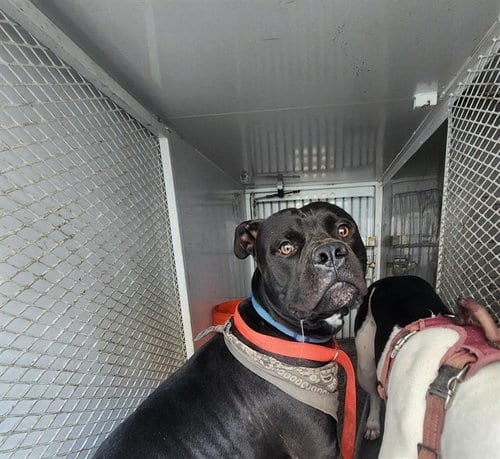 Photo of Kuzo, adoptable Pit Bull Terrier in Bakersfield, California
