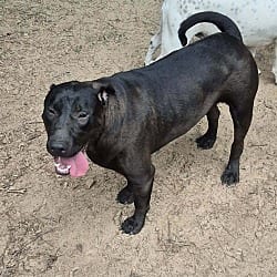 Photo of Booger, adoptable American Bulldog in Framingham, Massachusetts