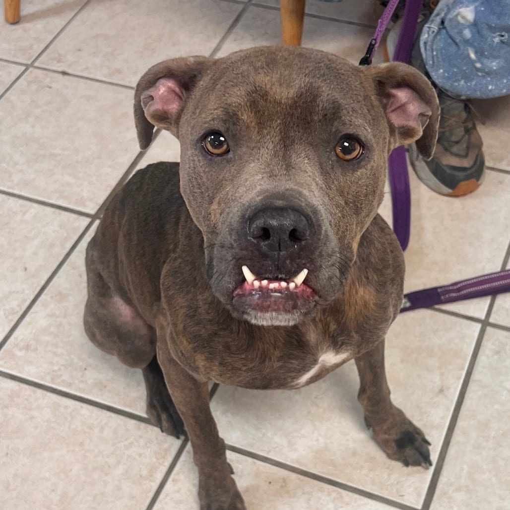 Photo of Rama FKA Graceland, adoptable Mixed Breed (Medium)
