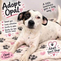 Photo of Opal 3900, adoptable Mixed Breed (Medium) in Loxahatchee, Florida