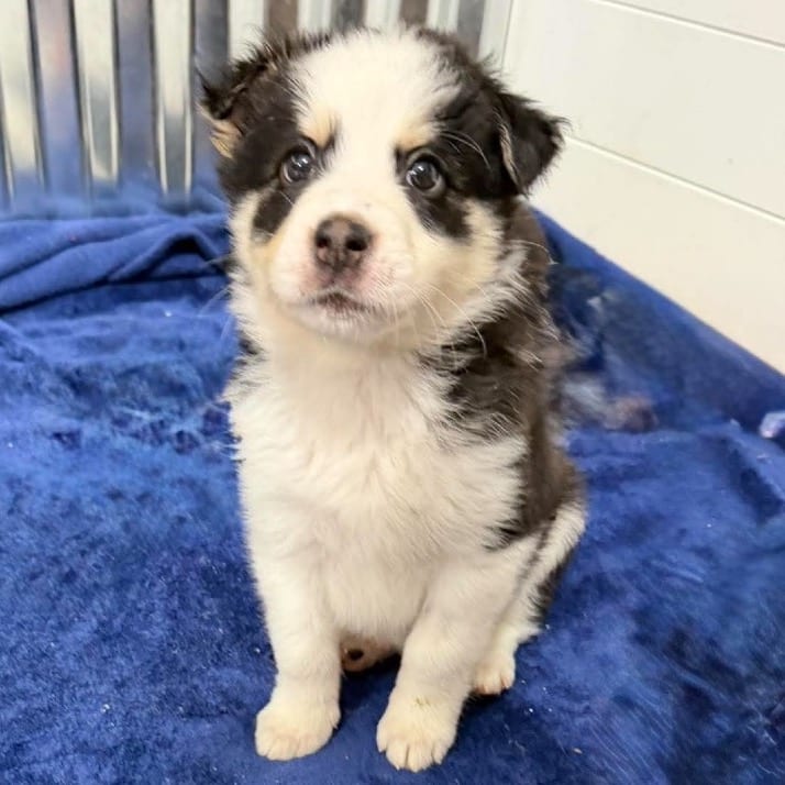 Photo of Stove, adoptable Mixed Breed (Medium) in Buffalo, Minnesota