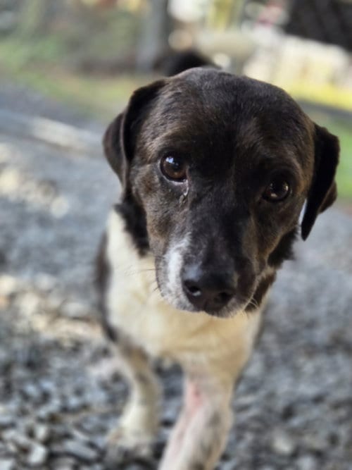 Photo of Manny, adoptable Border Collie in Albemarle, North Carolina