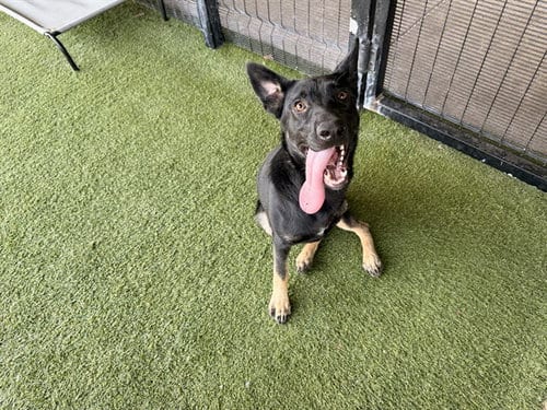 Photo of Arlo, adoptable German Shepherd Dog in Garland, Texas