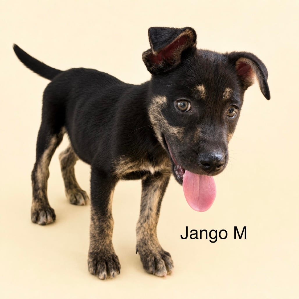 Photo of Jango, adoptable Mixed Breed (Medium) in Bend, Oregon