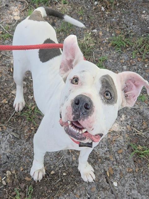 Photo of Jude, adoptable American Staffordshire Terrier in Fort Lauderdale, Florida