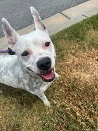 Photo of Toblerone, adoptable dog in Chamblee, Georgia