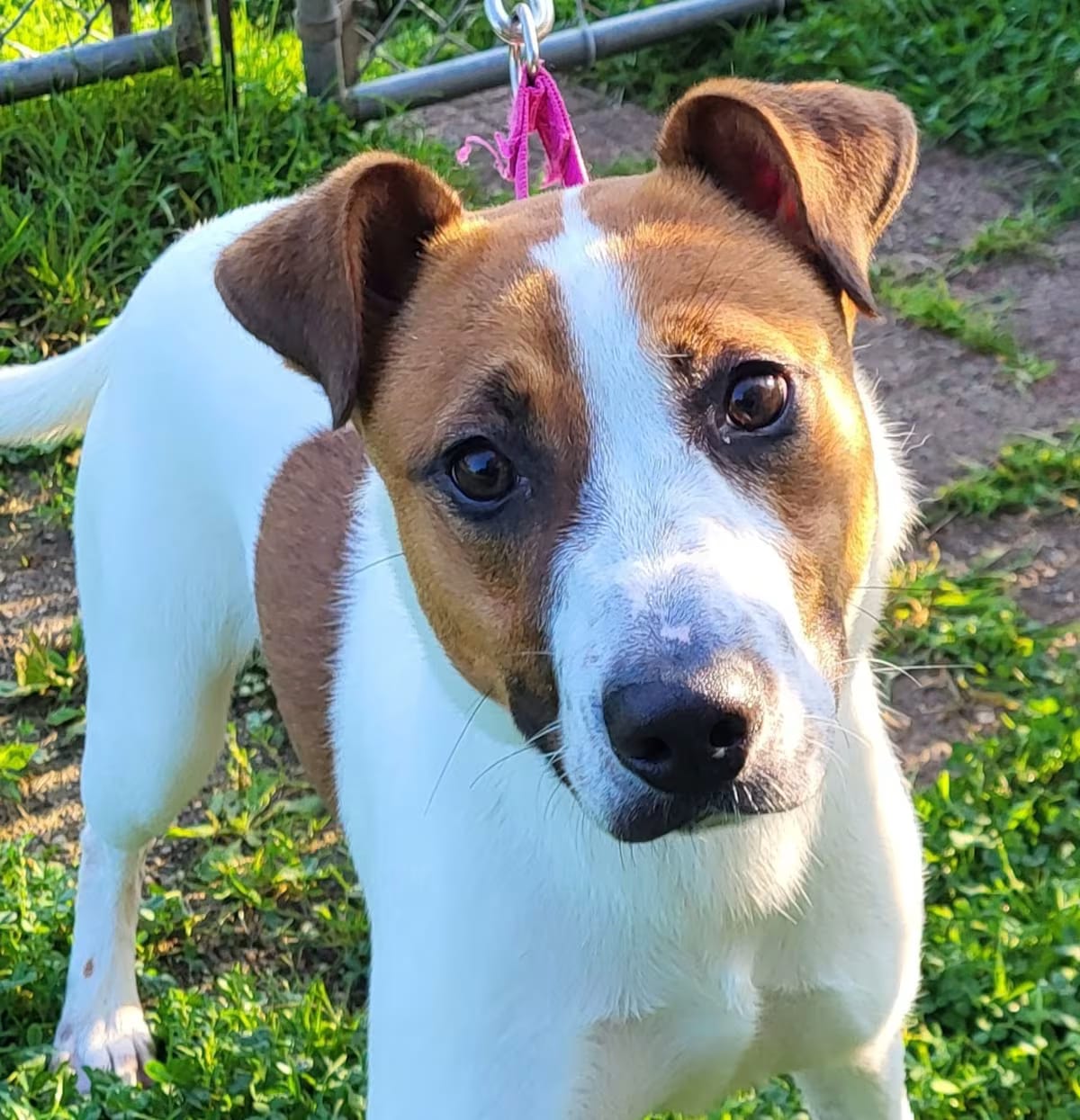 Photo of Digit, adoptable Hound (Unknown Type)/Shepherd (Unknown Type) in Grayslake, Illinois