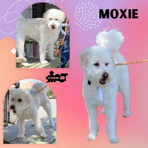 Photo of Moxie (Ritzy), adoptable Poodle (Miniature) in Lindsay, California