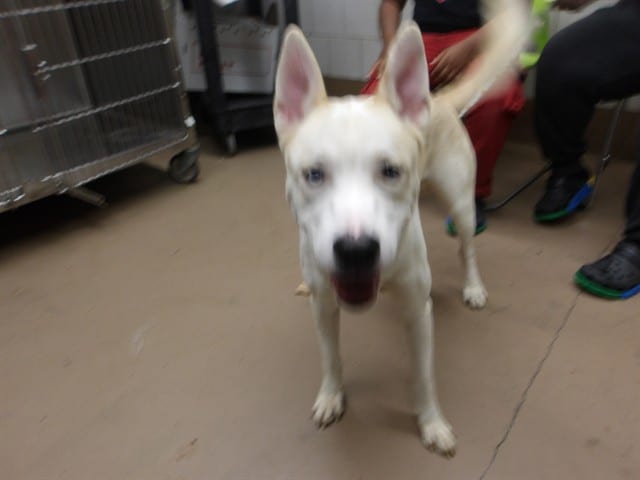 Photo of Turbo, adoptable Siberian Husky mix in Chicago, Illinois