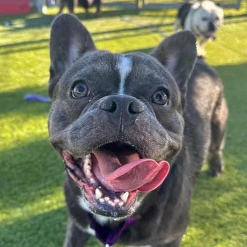Photo of Tweedledee, adoptable French Bulldog in Martinez, California