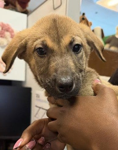 Photo of Chicca, adoptable German Shepherd Dog in Houston, Texas