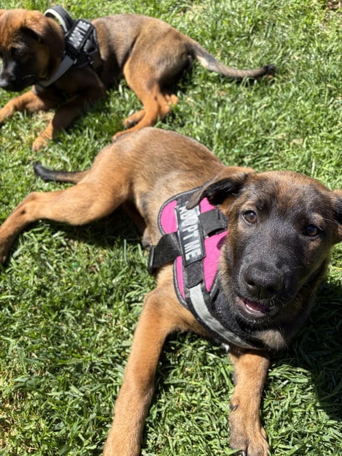 Photo of Zoey, adoptable Shepherd in San Diego, California