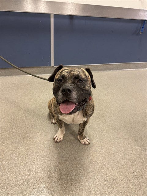 Photo of Vivo, adoptable American Bulldog in Miami, Florida