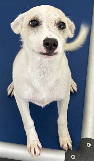 Photo of Zippie, adoptable Chihuahua in San Bernardino, California