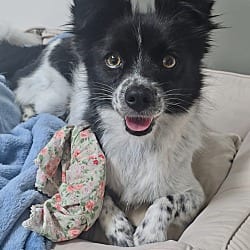 Photo of Kong, adoptable Mixed Breed (Small) Terrier (Unknown Type, Small) in Washington, District of Columbia
