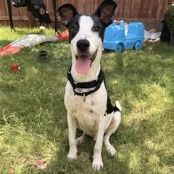 Photo of Fuego, adoptable Pointer / Mixed Breed (Medium) in San Antonio, Texas