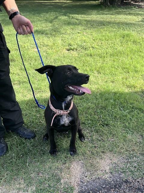Photo of Myrtle Woofson, adoptable German Shepherd Dog in Waco, Texas