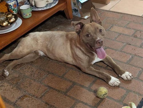 Photo of Dakota, adoptable American Pit Bull Terrier in Albuquerque, New Mexico