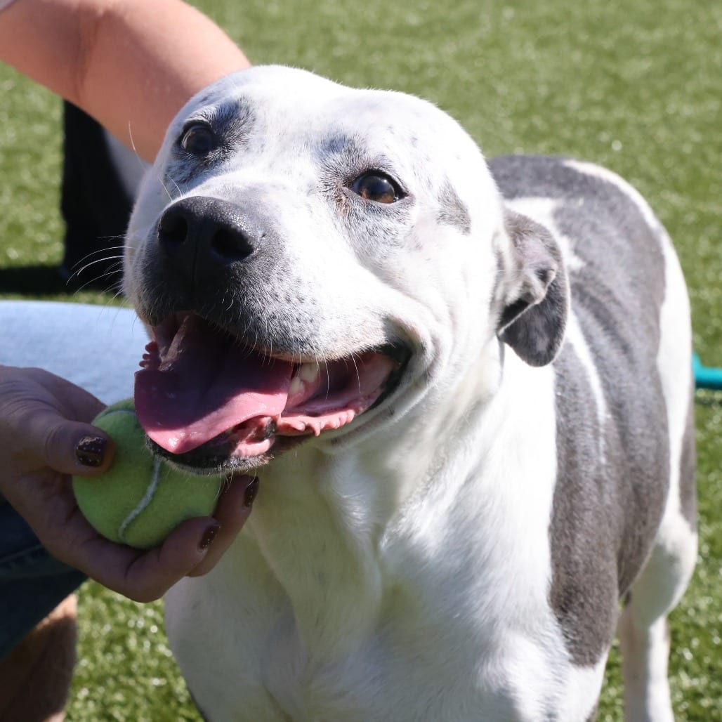 Photo of Cow, adoptable Terrier, American Staffordshire in Spartanburg, South Carolina