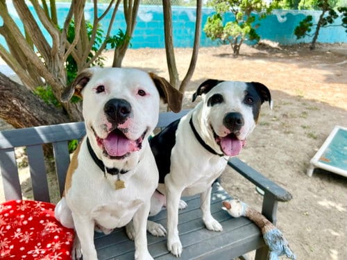 Photo of Bronson and Hardy, adoptable Pit Bull Terrier in Seal Beach, California