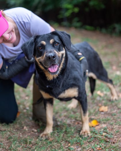 Photo of Chicago, adoptable dog in Chamblee, Georgia
